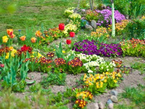 Можно ли сажать тюльпаны и нарциссы весной. Когда сажать лилии — весной или осенью? 05