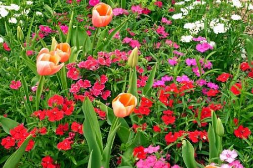 Можно ли сажать тюльпаны и нарциссы весной. Когда сажать лилии — весной или осенью? 02