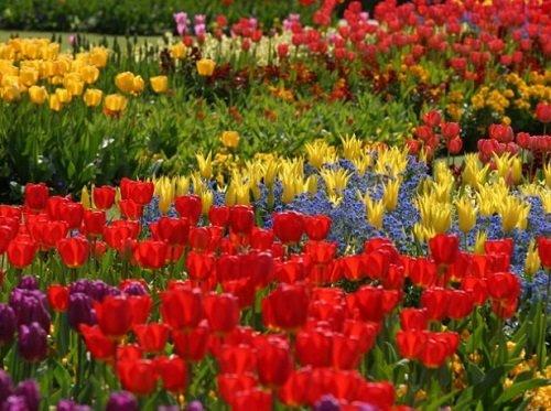Лилии и тюльпаны можно ли сажать рядом. Цветы на клумбе: соседство и совместимость 02