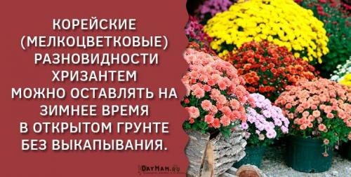 Хризантему, как укрыть на зиму. Уход за хризантемами осенью и подготовка к зимнему укрытию