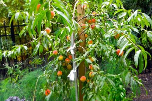 Укрытие саженцев персика на зиму. Правильная подготовка персика к зиме для получения хорошего урожая