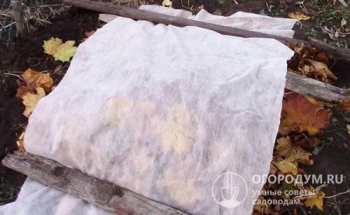 Укрытие клематисов на зиму в сибири. Как правильно укрыть на зиму клематис, растущий в открытом грунте