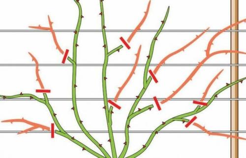 Что делать осенью с плетистой розой. Обрезка плетистых роз на зиму