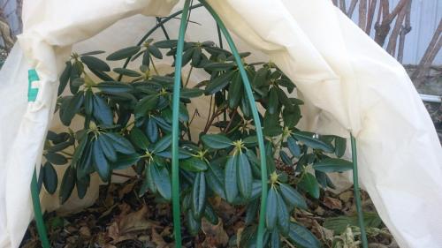 Как укрывать рододендроны на зиму в подмосковье. Как укрыть на зиму вечнозеленые рододендроны?