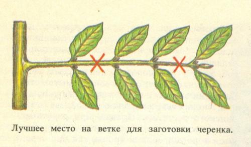 Как обрезать фикус для размножения. Способы размножения фикуса