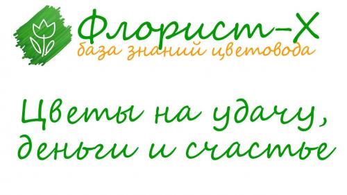 Дерево счастья комнатное растение. 10 комнатных растений на удачу, деньги и семейное счастье 01