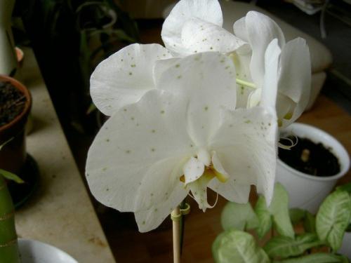 Пятна на листьях орхидеи. Темные пятна на цветках орхидей и способы решения проблемы