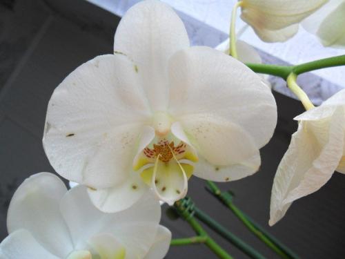 Пятна на листьях орхидеи. Темные пятна на цветках орхидей и способы решения проблемы