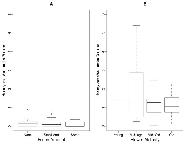 Boxplots showing relationships between foraging honeybees and P. tanacetifolia.