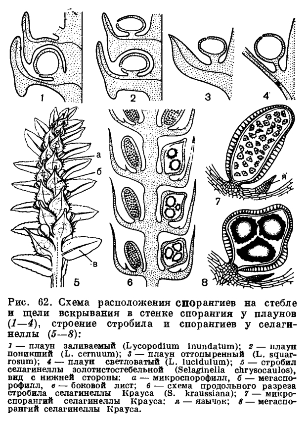 Род селагинелла (Selaginella)