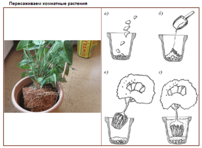 пересаживаем