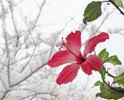 Гибискус цветёт зимой