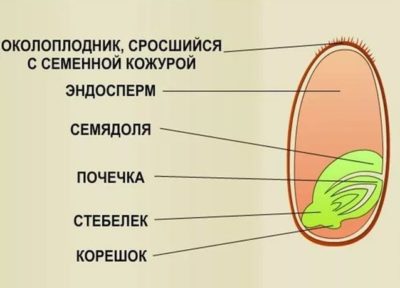 Строение семени