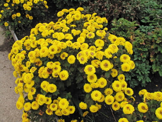 Жёлтые теплолюбивые хризантемы