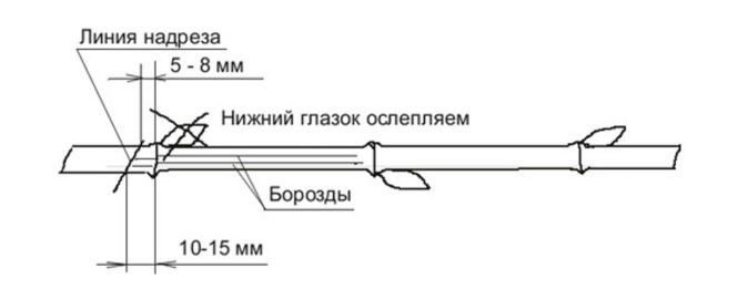 Подготовка черенка винограда