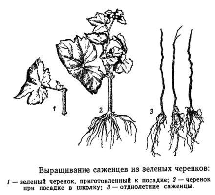 Выращивание из зелёных черенков