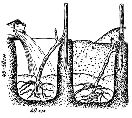 Схема посадки винограда