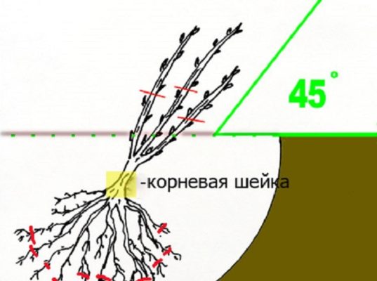 Схема высадки саженца чёрной смородины