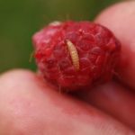 Малинный жук в ягоде