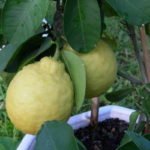 Сорт лимона Пондероза
