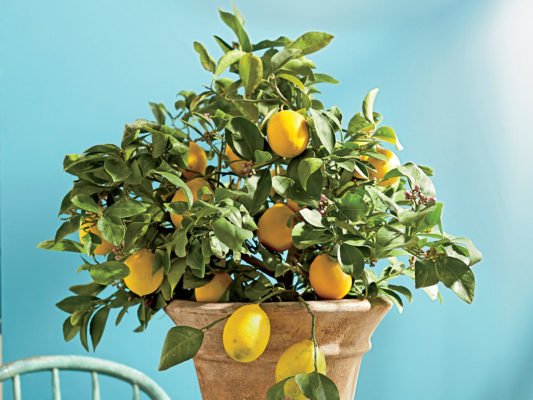 лимонное дерево на столе