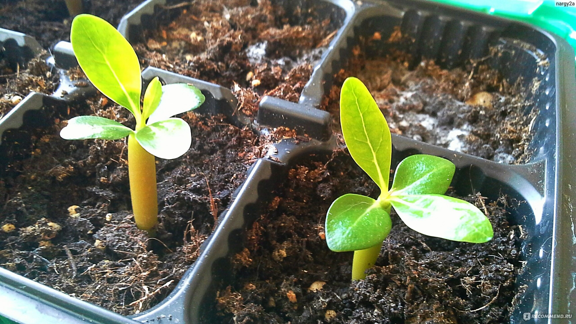 Как посадить семена адениума правильно