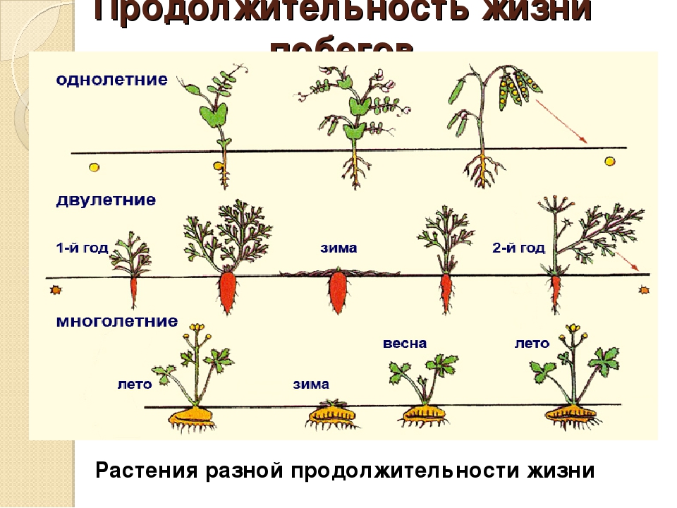 Особенности однолетних растений