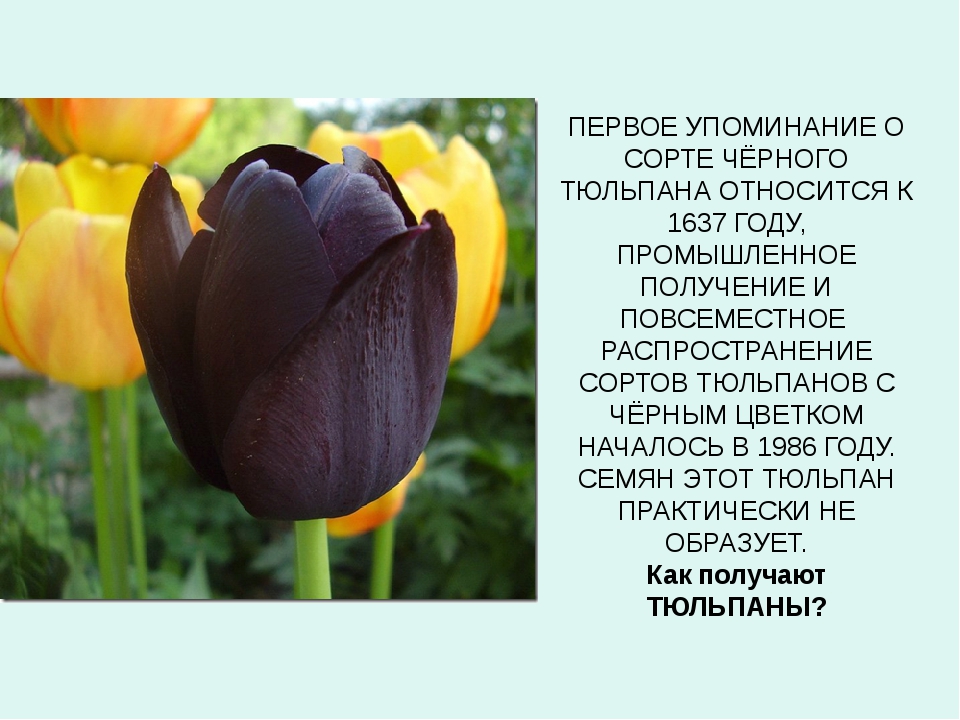 Про черный тюльпан. Описание тюльпана. Описание цветка тюльпана. Тюльпан краткая информация. Легенды о цветах тюльпан.