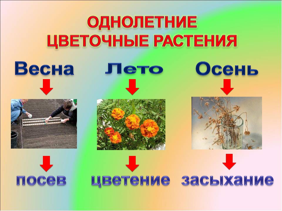 Особенности однолетних растений. Однолетние цветковые растения. Однолетние и многолетние растения. Однолетние цветочно декоративные растения. Однолетние двулетние и многолетние растения.