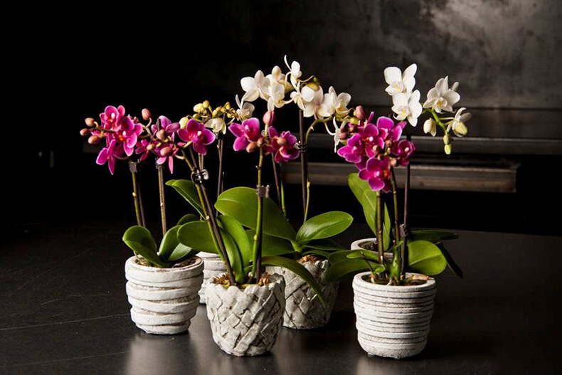 Размножение орхидеи фаленопсис: что надо знать