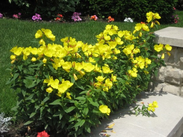 цветы энотера желтая