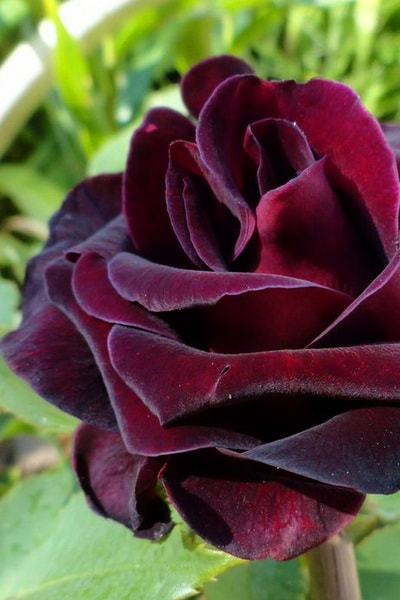 ароматная роза Elegia