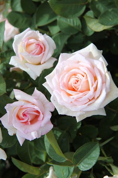 ароматная роза Jardins de Bagatelle