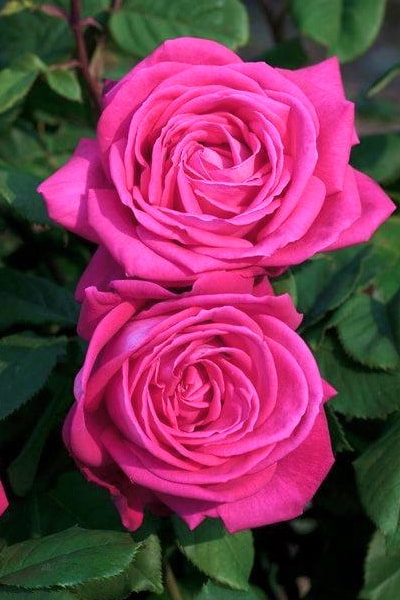 ароматный сорт розы лолита лемпика