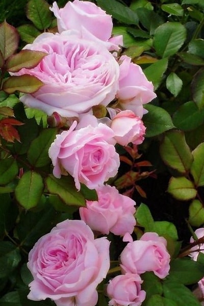 ароматная роза Rosengräfin Marie Henriette