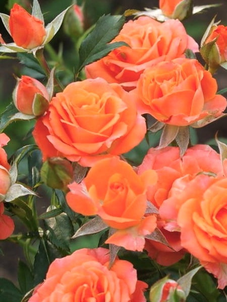 роза спрей Алегрия (фото и описание сорта)