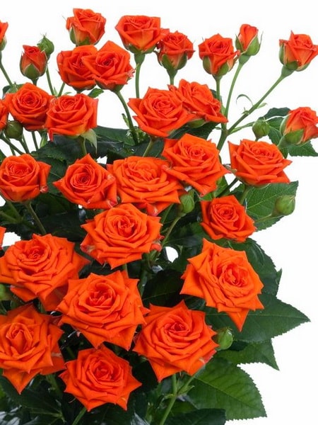 Оранж Бейб спрей-роза (фото и описание сорта)
