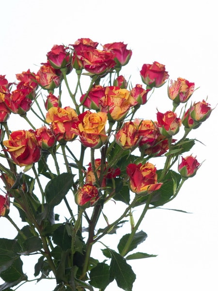 роза спрей Фаер Флеш (фото и описание сорта)