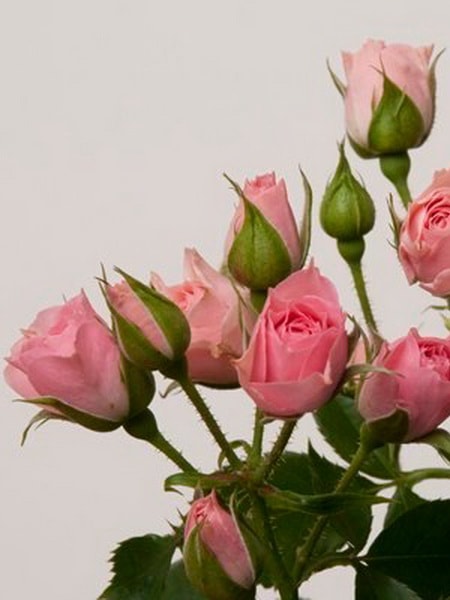 роза спрей Лидия (фото и описание сорта)