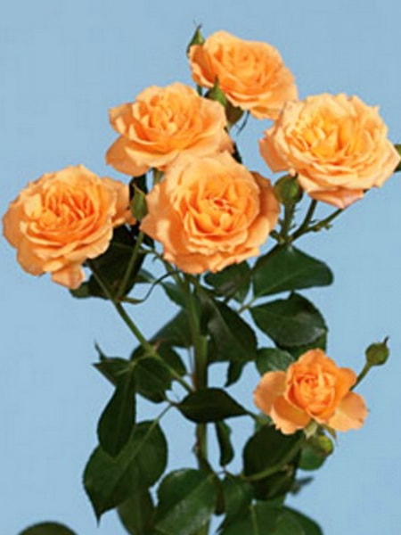 роза спрей Макарена (фото и описание сотра)