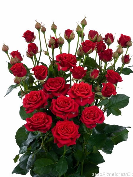 роза спрей Мирабель (фото и описание сорта)