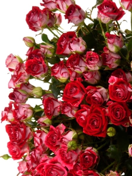 спрей роза Руби Стар (описание, фото сорта)