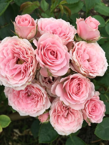 спрей роза Сисси Микадо (описание, фото сорта)
