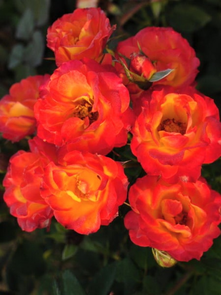 роза спрей Тайфун (фото и описание сорта)