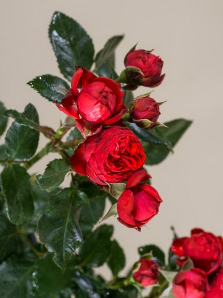 спрей роза Хот Рококо (описание, фото)