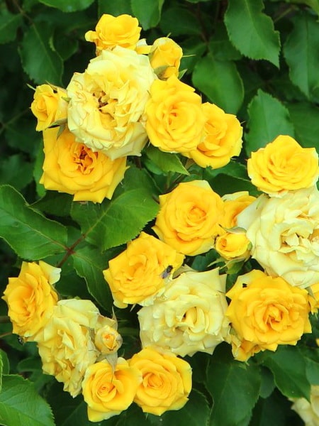 роза спрей Еллоу Эвелин (описание, фото)