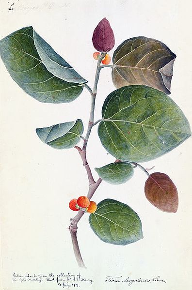396px-Banyan_botanical_c1800-1830