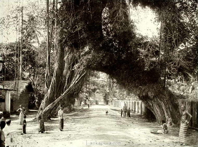 old-fig-tree-on-the-galle-road-near-kalutara