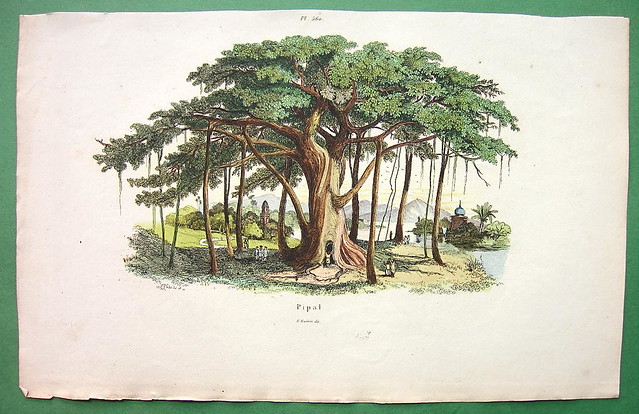 pipal1836