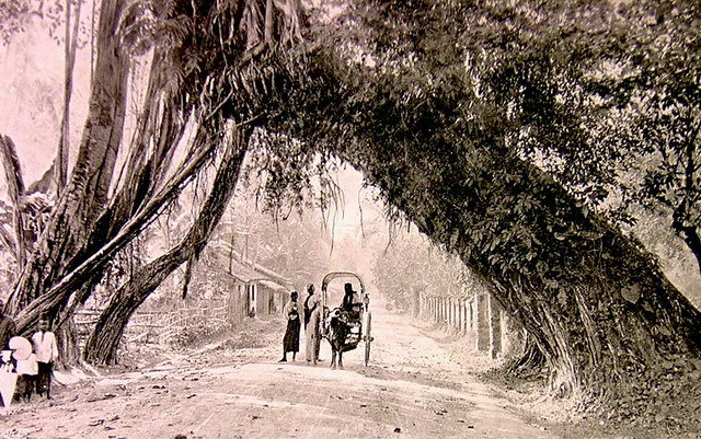 banyan-tree-at-kalutara